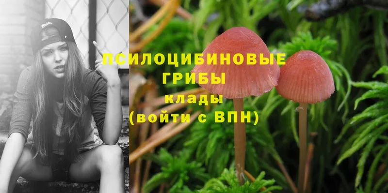 blacksprut зеркало  Ачинск  Галлюциногенные грибы Psilocybine cubensis 